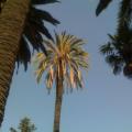 nature alger